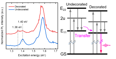 装飾されたピークと装飾されていないピークにそれぞれ対応するフォトルミネッセンス励起スペクトル（左）。方向性のある励起子移動プロセスを示すエネルギーレベル図（右）
